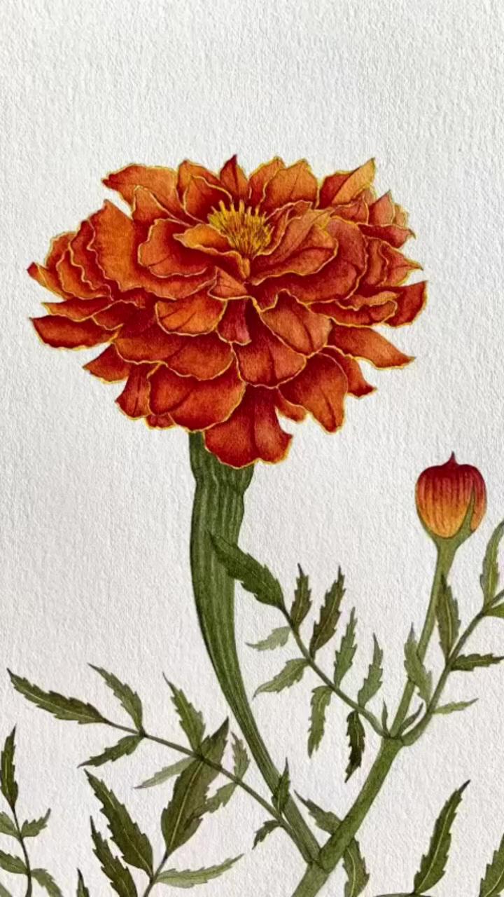 Libby bell art - original marigold flower head watercolour; botanical watercolor illustration small study painting for relaxation