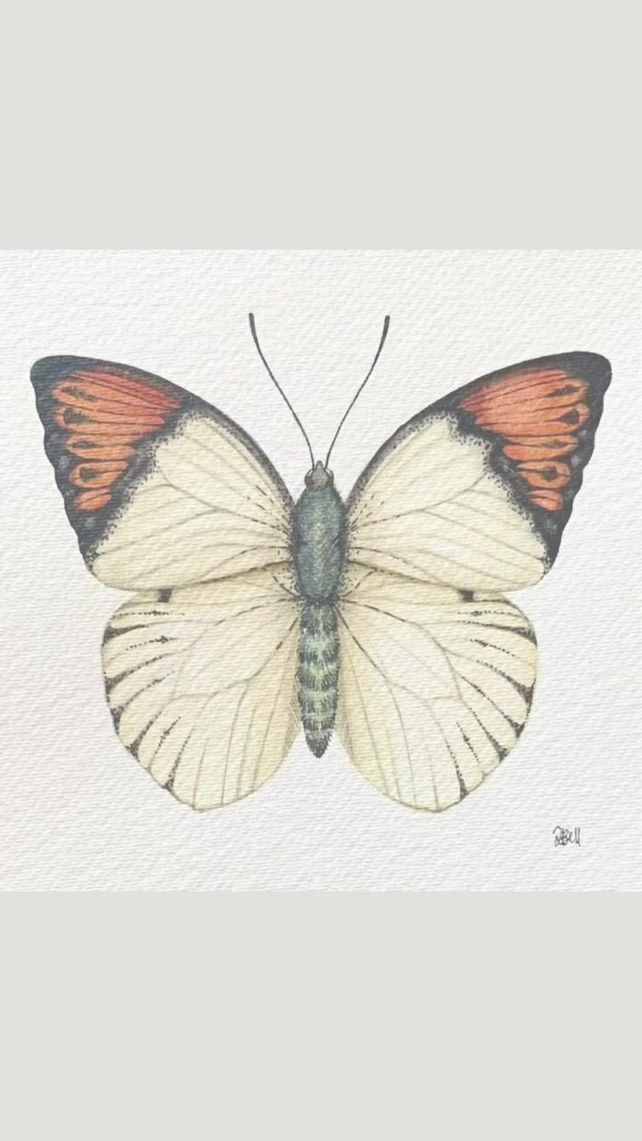 Libby bell art - original watercolour painting - grand orange-tip butterfly; watercolor chickadee