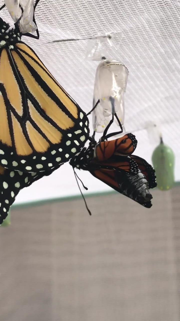 Monarch butterfly emerges from chrysalis; cute creatures