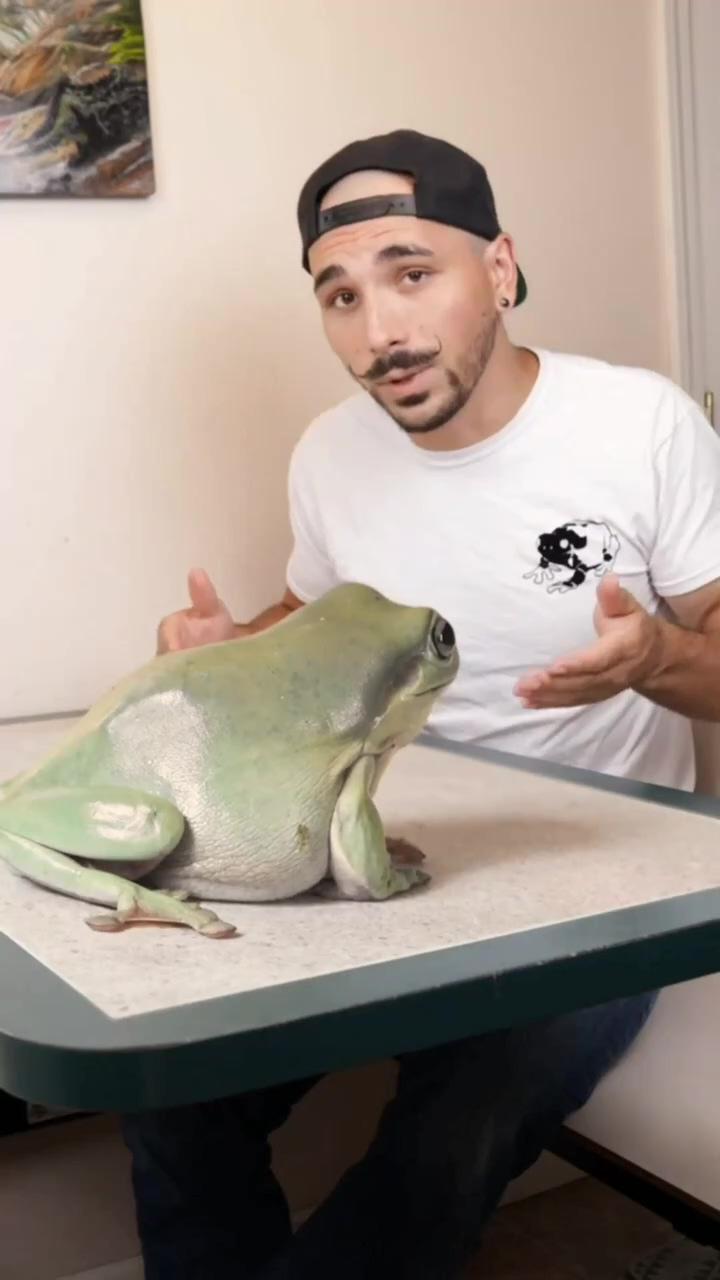 The frog is so big 
real / this fake ;  tommy 