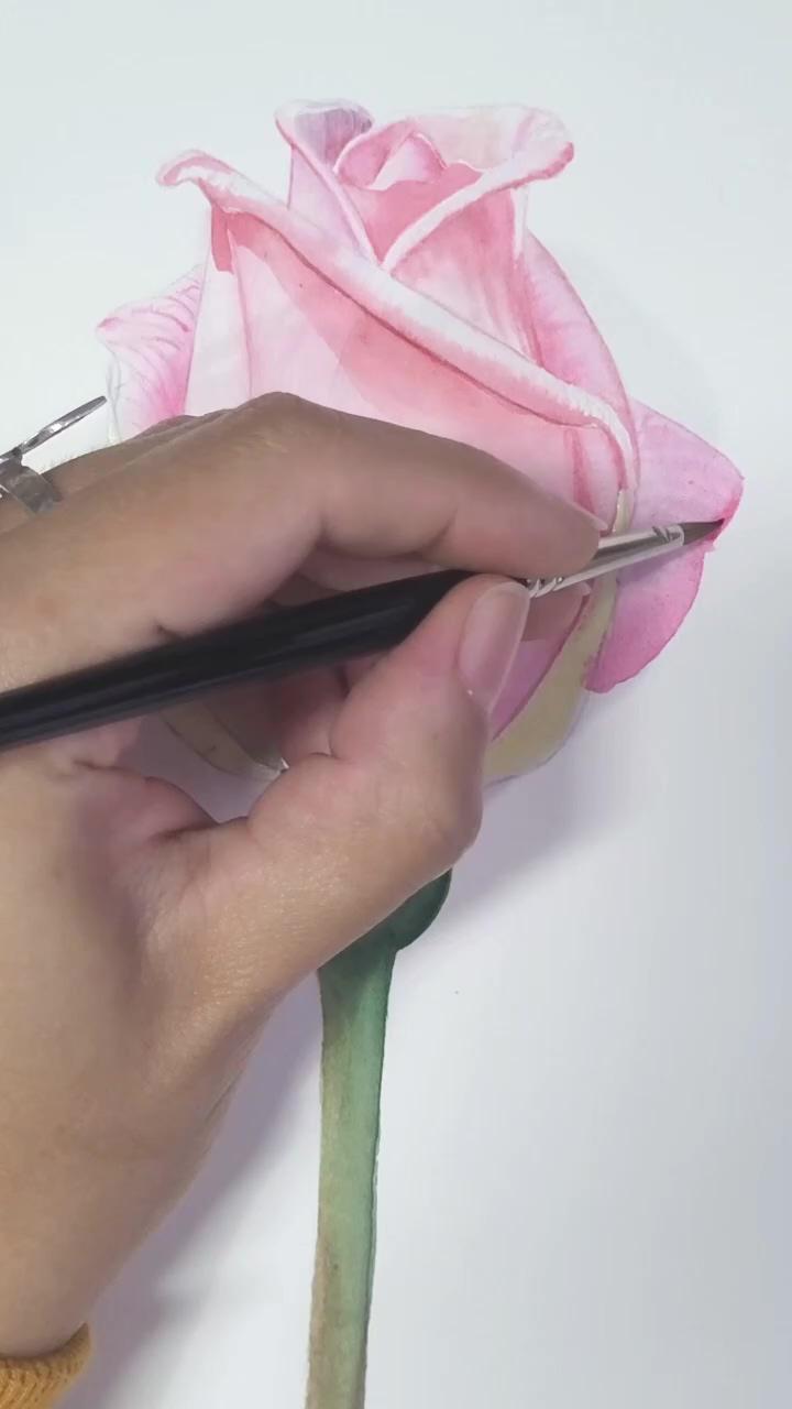 Watercolor pink rose - by manuela lima insta:  m_manuelalima; beautiful handwriting with a special pen
